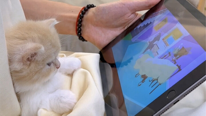 When I Bought a Outfit That Fits a Little Kitten