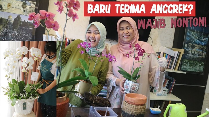 CARA MERAWAT ANGGREK UNTUK PEMULA