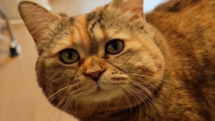 ماما، هل حقًا لم نبدأ بتناول الطعام بعد؟