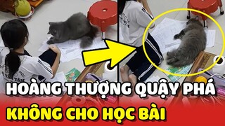 Bắt quả tang Hoàng Thượng không cho con gái Sen HỌC BÀI thông qua camera 😂 | Yêu Lu