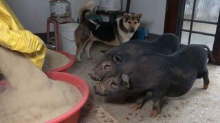 Huanong Brothers: Campurkan dedak padi dengan tikus bambu dan tarik dua babi harum.