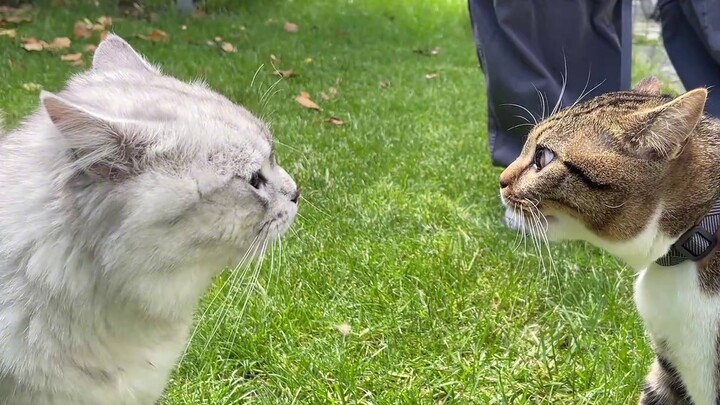 Perkelahian kucing siapa yang lucu sampai-sampai masih menertawakan Wia?