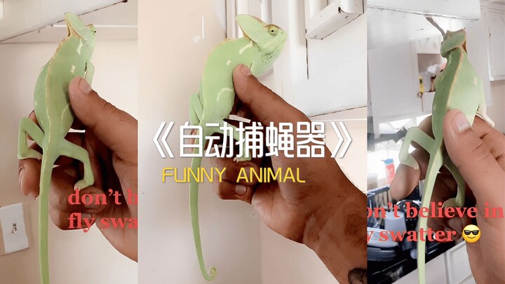 How Chameleons Pay Their Rent