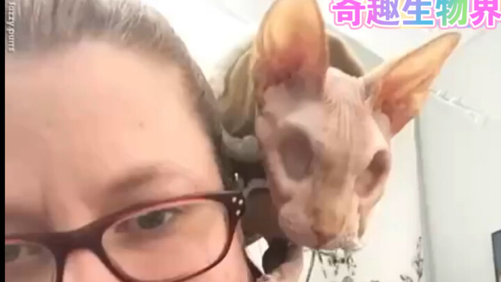 Chú mèo xương sọ đã bị cắt bỏ cả hai mắt; do mắc bệnh herpes ở mèo nên chú mèo này đã phải nhổ bỏ đô