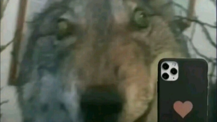 Ninja haha
