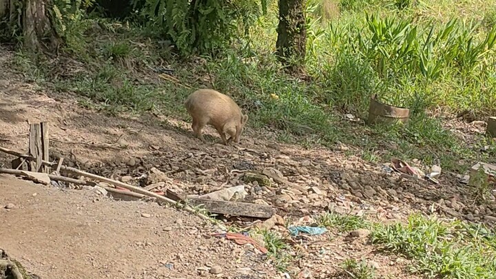 kejar kejaran sama B4B1