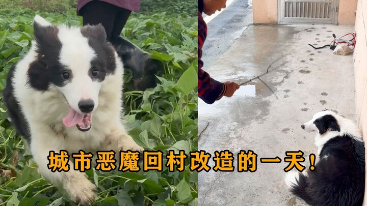 “Transformasi”: Mengirimkan anjing gembala kota kepada ibu mertua di desa untuk dibina!