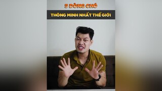 5 dòng chó thông minh nhất thế giới LearnOnTikTok thucung tuitienpet petonesaigon