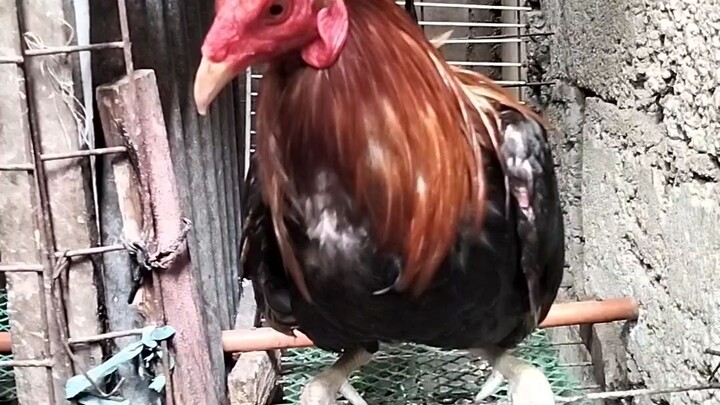 Boston roundhead 🐓