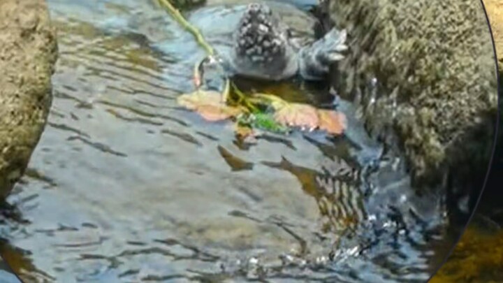 Kena tipu sama ikan hitam