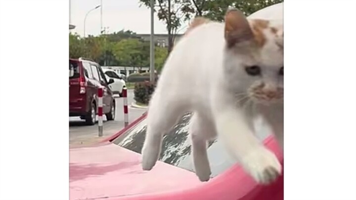 This leap by the cat has achieved a social-class climb.