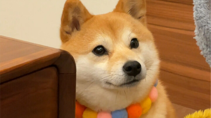 Con chó nhỏ ngon thế này… các bạn đã từng thấy chưa?