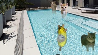 Kucing pisang tidak bisa berenang, untung ada boneka yang dilempar