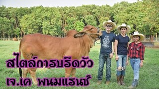 สไตล์การบรีดของวัว เจ.เค.พนมแรนซ์ |cow|brahman|ชัดเจนชาแนล|