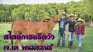 สไตล์การบรีดของวัว เจ.เค.พนมแรนซ์ |cow|brahman|ชัดเจนชาแนล|