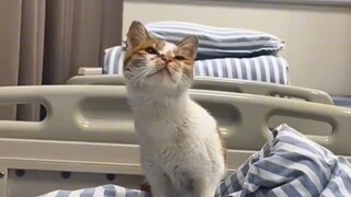 What an amazing cat nurse!