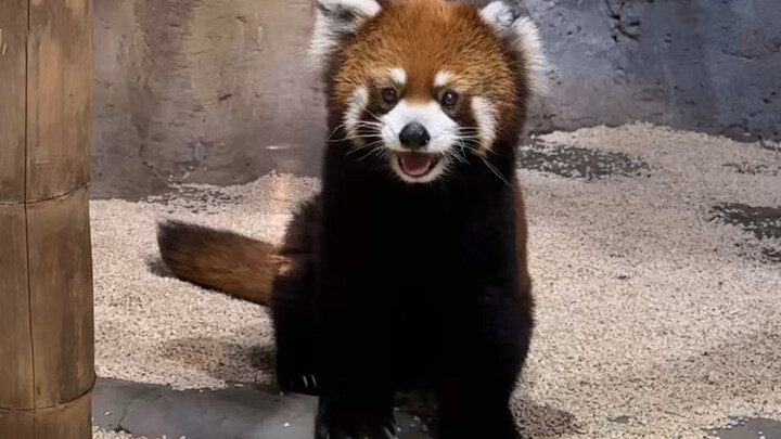 สวนสัตว์ฉางซา Zoolung ควรเที่ยวแบบไหนกันนะ!