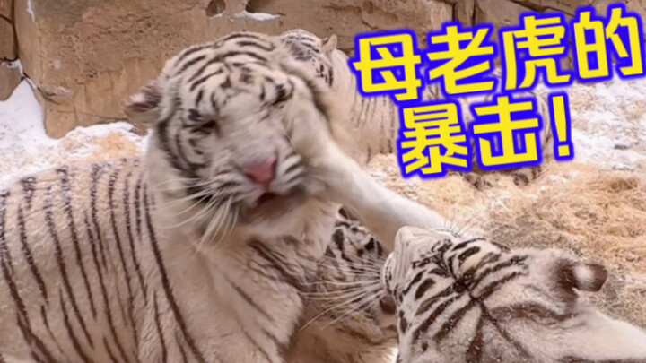 Dua ekor harimau jantan tiap hari saling genit, si harimau betina tak tahan lagi langsung turun tang