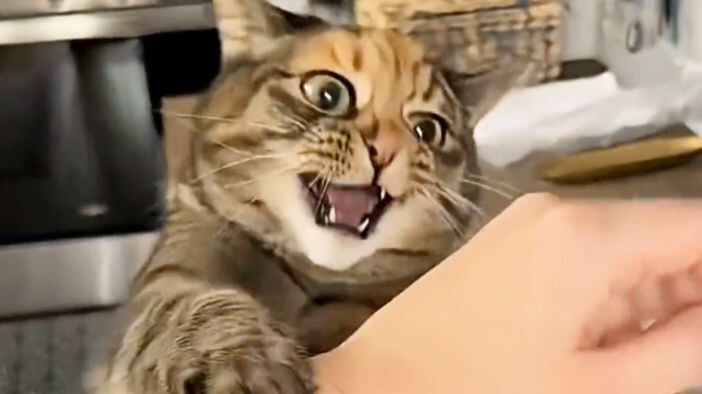 [Animal Voice Acting] Craving struck—take a puff!