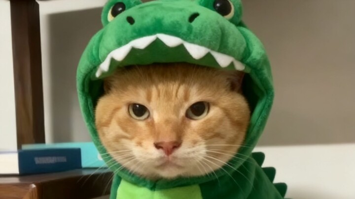 【موسيقى حكيمي】 أغنية التمساح الصغير