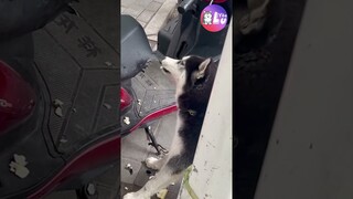 Nghe nói Husky rất được việc và cái kết 😂 #Shorts #Yeulu #Yeuluofficial