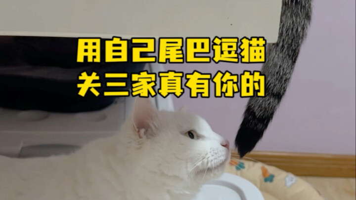 Dùng đuôi của mình trêu mèo