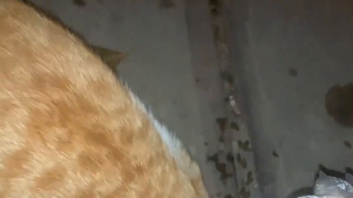 "About the homeless little orange who *d twice came to visit me"