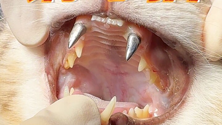 This cat really knows how to bite—and it hurts like hell!