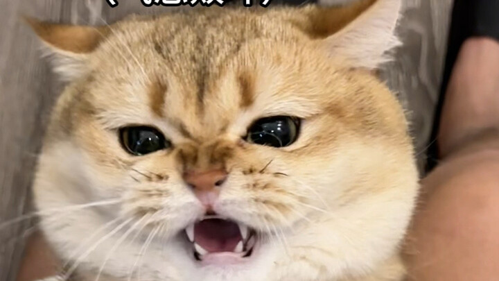 แมวตัวผู้บ้านฉันกลับมีอัณฑะแค่ข้างเดียวเอง