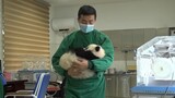 [Panda] Baby panda goes back to mom from feeding room