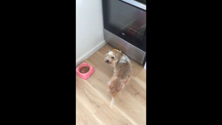 My Dog Eating