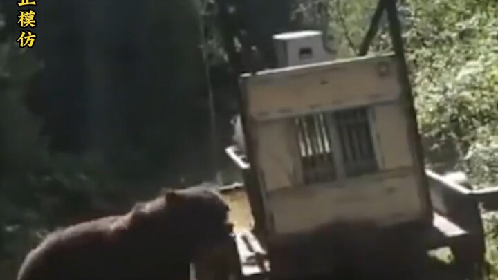 Cùng là phóng sinh, sao lại khác biệt đến vậy? #ĐộngVật #HànhViLạCủaĐộngVật #PhóngGấuVềRừng #GiáoDục