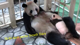 [Panda] My mommy's belly is my bed