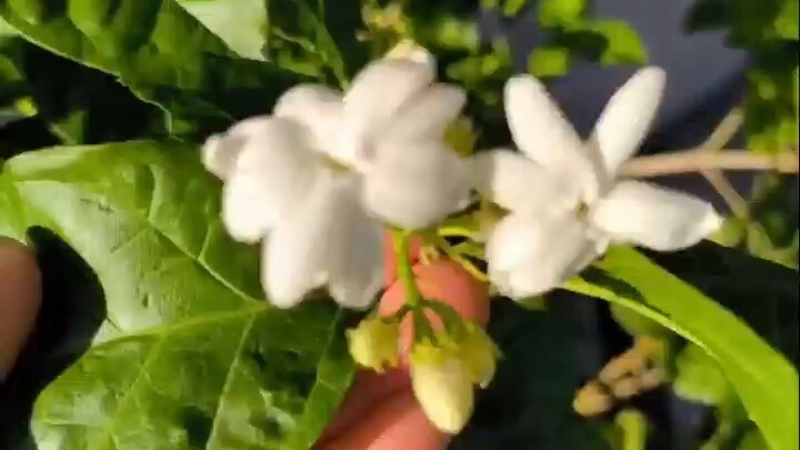 忙碌的日子里别忘了补给能量☘️工作间隙给自己一点甜吧🍬