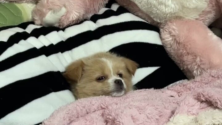 น้องเหมียวที่เพิ่งอาบน้ำเสร็จ ปลอบแป๊บเดียวก็หลับแล้ว!