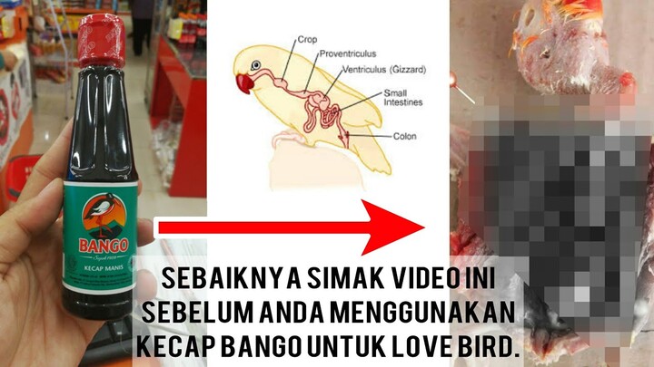 SEBAIKNYA SIMAK VIDEO INI, Sebelum Anda Menggunakan Kecap BANGO untuk Lovebird
