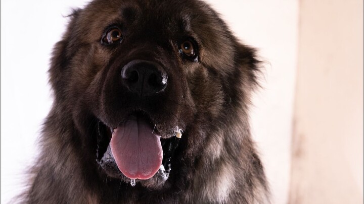 Little Bajie, who loved bitter melon, has left us forever.