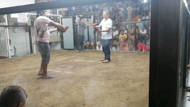3rd fight same cock in #1fight used April 21