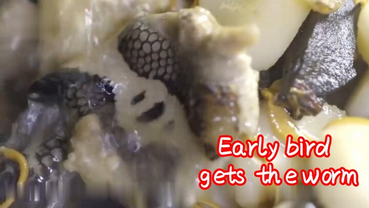 Early bird gets the worm