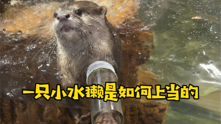 小水獭上当的全过程来了