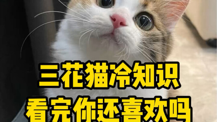Do you all like calico cats?