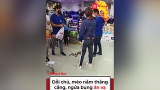 Liêm sỉ gì tầm này, mát quá cứ kệ đời, hưởng thụ thoả thích tiktoknews vnnnnews vnnn fyp foryoupage thucung mèo