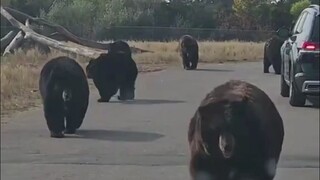 Pernah melihat beruang, tapi sungguh belum pernah melihat sebanyak ini, benar-benar Beruang Keluar!