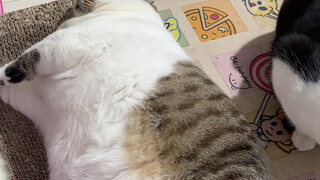 The kitten hasn't moved!