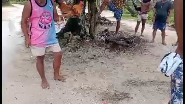 dinayo Ng talisay ang gold namin.. ayon takbo talisay Ang sakit pala pumalo Ng gold 😂😂😂