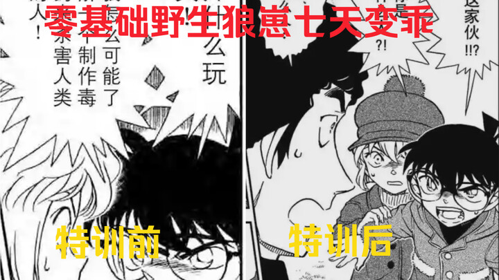 野生狼崽特训前VS野生狼崽特训后