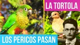LOS PERICOS PASAN ALFREDO ESPINO 🦜🌤️ | La Tortola Alfredo Espino 🕊️🌄 | Poemas del Poeta Alfredo