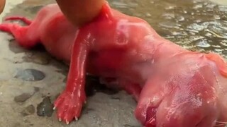男子外出遛弯时，意外捡到不知名幼崽，长大后意外得到萌宠