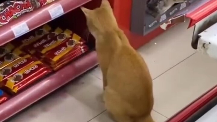 Anh ơi, không có tiền mua đồ ăn vặt 😭