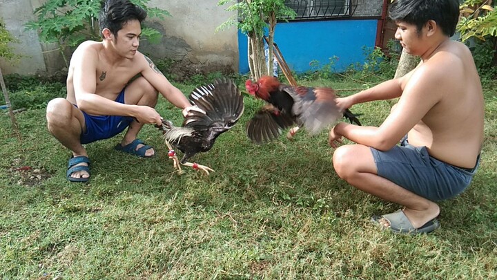 morning stretchings of stags